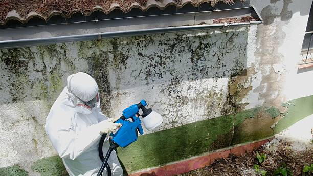 Top rated local Mold Remediation specialists in Thornton, IL